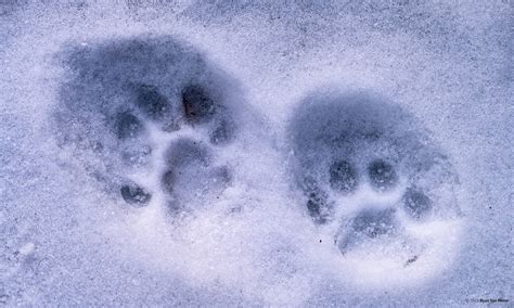 bobcat tracks in snow picture